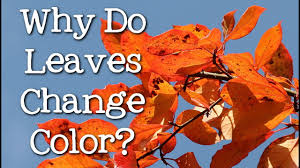 In order to drop their leaves, deciduous trees start withdrawing pigments like chlorophyll. Why Do Leaves Change Color What Makes The Leaves Fall Freeschool Youtube