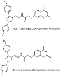 Image result for Sphenostylis marginata