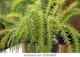 Image result for Xerophyta squarrosa