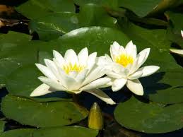 Scegli lo sfondo semi di riso. Fiori Gialli Acquatici