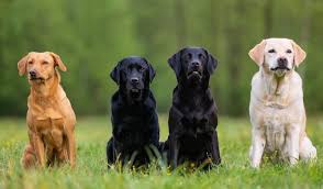 When do dogs stop growing: English Lab A Complete Guide To This Show Ring Labrador Retriever All Things Dogs All Things Dogs