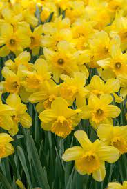 Daffodil Bulbs Item 3852 Carlton Ls For Sale Colorblends Daffodil Bulbs Daffodils Daffodil Flower