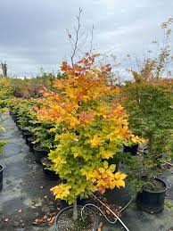 Image result for Fagus sylvatica