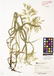 We did not find results for: Brome Inerme Herbier Du Quebec