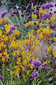 Image result for Anigozanthos