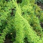 Image result for Dysphania schraderiana