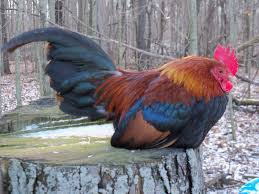 Old English Game For Sale Chickens Breed Information Omlet