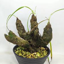 Image result for Xerophyta trichophylla