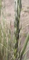 Image result for Eragrostis curvula