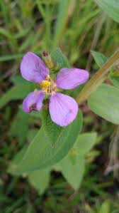 Image result for Melastomastrum