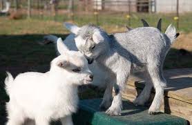 Cat breeders australia in queensland. Ultimate Guide To Keeping Pygmy Goats As Pets