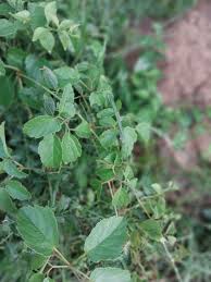 Image result for Cyphostemma paucidentatum