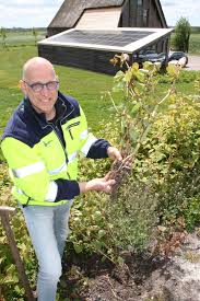 Voor cake met japanse duizendknoop. Japanse Duizendknoop De Aanhouder Wint Plaagsoorten