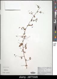 Image result for Helinus