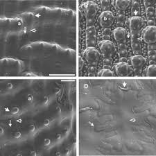 Image result for Urochloa clavipila