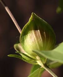 Image result for Barleria mackenii