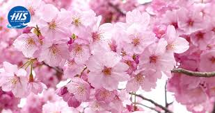 Sakura (桜, 櫻) bersama dengan bunga seruni adalah bunga nasional jepang yang mekar pada musim semi, yaitu sekitar akhir maret hingga akhir juni. 5 Fakta Unik Bunga Sakura Yang Wajib Kamu Ketahui