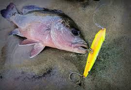 Di malaysia ikan siakap mempunyai dua jenis spesis utama, iaitu siakap putih (barramundi) dan siakap merah (mangrove jack atau mj). The Other Side Of Me April 2019