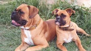 Find local boxer puppies for sale and dogs for adoption near you. Soda City Boxer Bash Saturday At Hunter Gatherer In Rosewood Wltx Com