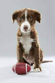 It's truly amazing and a big sales point for this happy pup. Tail Wagging Reviews Tailwaggingrev Twitter