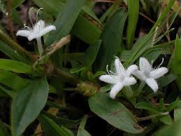 Image result for Diodia flavescens