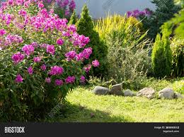 Phlox is a large group of plants that includes native plants, annual plants and perennials, as well as both upright and creeping forms. Phlox Paniculata Fall Image Photo Free Trial Bigstock