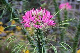 Image result for Cleome densifolia