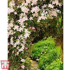 Maybe you would like to learn more about one of these? Clematis Montana Mayleen Plants Thompson Morgan