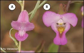 Image result for Sesamum radiatum