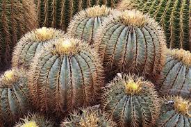 Uv purification can be accomplished using clear plastic pet bottles or glass containers. Blue Barrel Cactus Desert Horizon Nursery