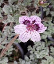 Image result for Geranium `Purple Haze`