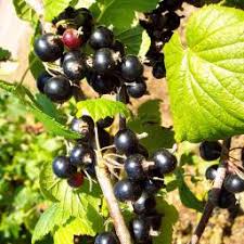 Warum hat schwarze johannisbeere solche popularität verdient? Johannisbeeren Ratgeber Gartner Potschke