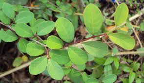 Image result for Flueggea