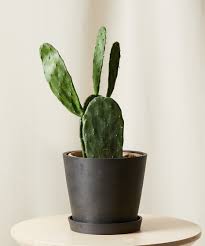 Check spelling or type a new query. Buy Potted Prickly Pear Cactus Indoor Plant Bloomscape