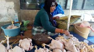 Penyebab naik turunnya harga ayam broiler doc dan pakan. Produksi Melimpah Harga Ayam Potong Terpuruk Hingga Rp 10 Ribu Banjarmasin Post