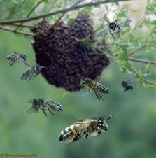 The Homestead Lady Shares How To Capture Your Own Honey Bee Swarms Bee Keeping Bee Swarm Bee