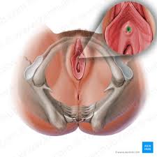 Image result for female sex organ