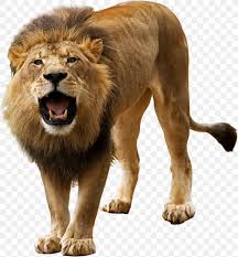 Lion Masai Lion Wildlife Roar Png 1776x1915px Lion Masai Lion Roar Wildlife Download Free Discover and download free lioness png images on pngitem. lion masai lion wildlife roar png
