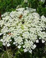 Image result for Agrocharis pedunculata