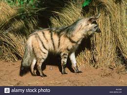 Pin On Aardwolf