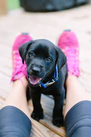 6 Week Black And White Pitbull Puppy Pin On Dog Photography