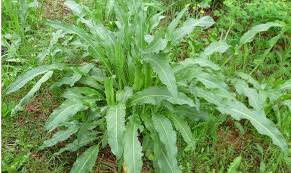Image result for Rumex