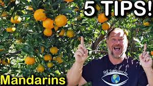 Mandarin lime trees have a spreading drooping habit with dull green foliage that can attain heights of 20 feet (6 m.). 5 Tips How To Grow A Ton Of Mandarins On Just One Tree Organically Youtube