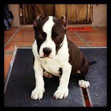 Dogs Puppies For Sale In Los Angeles Ebay Classifieds Kijiji Page 1 Dogs And Puppies American Bully For Sale Puppies