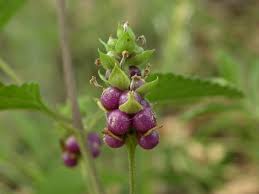 Image result for Lantana rugosa