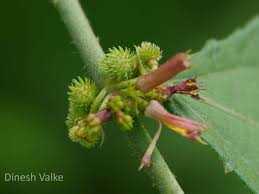 Image result for Triumfetta annua