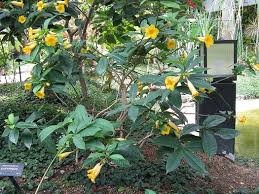 Image result for Allamanda schottii