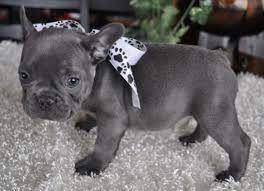 Pin By Sandi Horgos On Puppies French Bulldog Blue Bulldog Puppies French Bulldog Puppies