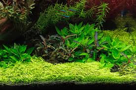 Image result for Utricularia arenaria