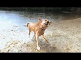 Maybe you would like to learn more about one of these? Dog Shake Youtube